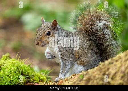 Graues Eichhörnchen, Wissenschaftlicher Name: Sciurus carolinensis in natürlichem Waldlebensraum, mit Pfote angehoben, Nüsse fressen. Nach links zeigen. Unscharfer Hintergrund. Cl Stockfoto