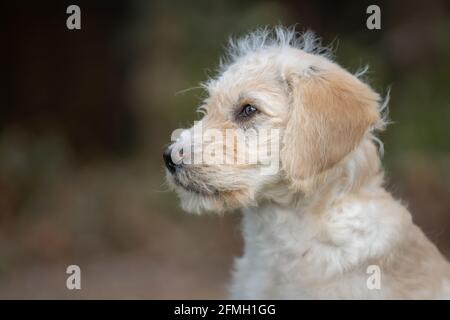 Labradoodle Welpen vor einem verschwommenen Bokeh Hintergrund Stockfoto
