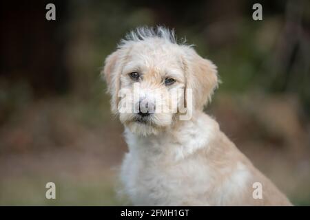 Labradoodle Welpen vor einem verschwommenen Bokeh Hintergrund Stockfoto