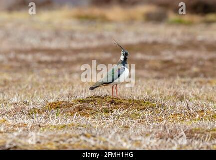 Kiebitz, Wissenschaftlicher Name: Vanellus Vanellus. Nördliches Kiebitz auf natürlichem Moorgebiet im Yorkshire Dales, Großbritannien während der Brutzeit. F Stockfoto