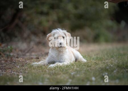 Labrador Welpe legt sich auf Gras Stockfoto