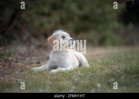 Welpen liegen auf Gras Stockfoto