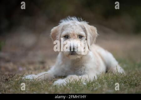 Labradoodle Welpe liegt auf Gras Stockfoto