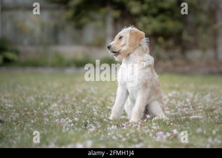 Labrador Cross Welpe Labradoodle Stockfoto