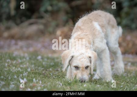 Junger Welpe schnüffelt das Gras Stockfoto