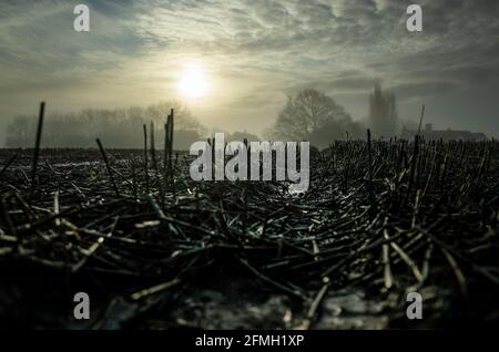 Früher Wintermorgen nasse und frostige Felder in Upstreet Kent England Stockfoto