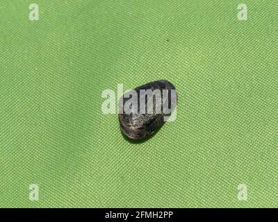 Seashell isoliert auf einem grünen Hintergrund Stockfoto