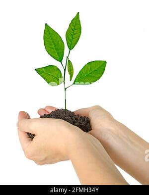 Baum wächst aus Boden in der Hand Stockfoto