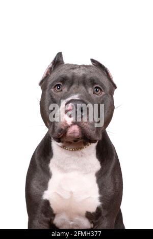 Ein Porträt des Kopfes eines reinrassigen amerikanischen Bullys Oder Bulldog-Männchen mit abgeschnittenen Ohren isoliert auf einem weißen Hintergrund Stockfoto