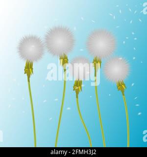 Vektor-Illustration von 5 realistischen weißen Dandelion. Fünf flauschige, im Wind wehende und fliegende Samen davon. Der Wind bläst einen Dandelion auf Stock Vektor