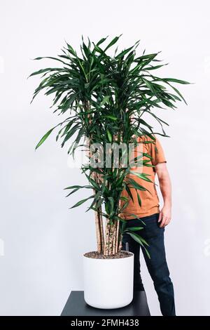 Eine vertikale Aufnahme einer Person, die in der Nähe eines Topfes steht yucca vor weißem Hintergrund Stockfoto