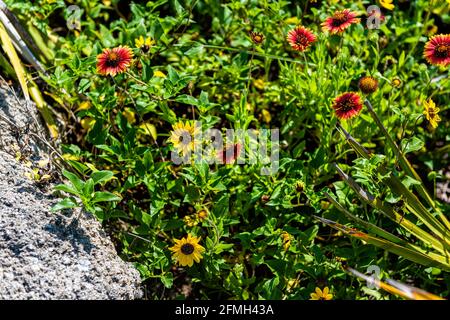 Gelbe Sonnenblumen am Strand und rote Pflanzen am River to Sea Preserve in Marineland, Nord-Florida von St. Augustine sonniger Tag Stockfoto