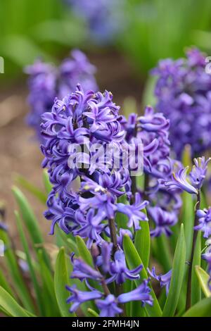 Hyazinthe Blue Pearl blüht in einem Garten. Nahaufnahme. Stockfoto