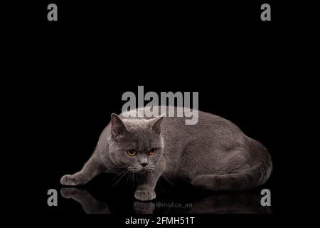 Entzückende dunkelgraue schottische gerade Katze Stockfoto