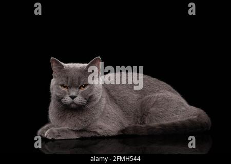 Entzückende dunkelgraue schottische gerade Katze Stockfoto