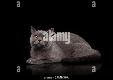 Entzückende dunkelgraue schottische gerade Katze Stockfoto
