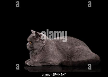 Entzückende dunkelgraue schottische gerade Katze Stockfoto