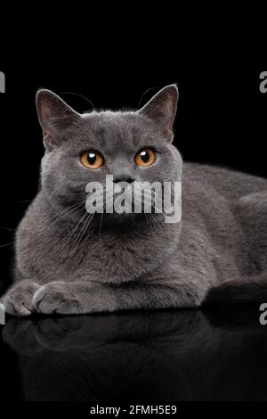 Entzückende dunkelgraue schottische gerade Katze Stockfoto