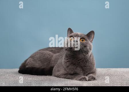 Entzückende dunkelgraue schottische gerade Katze Stockfoto