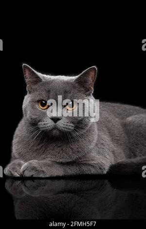 Entzückende dunkelgraue schottische gerade Katze Stockfoto