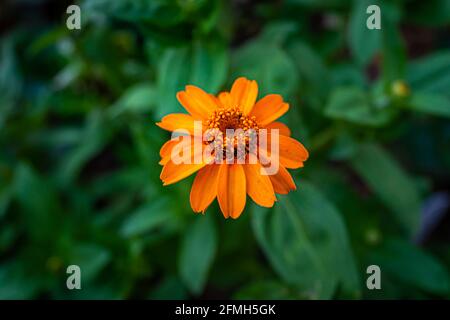 Makro-Nahaufnahme von orangefarbenen gelben roten Gänseblümchen-Zinnien-Blüten mit schmalen Blättern Im Garten mit Details und Struktur und verschwommenen grünen Blättern Hintergrund Stockfoto