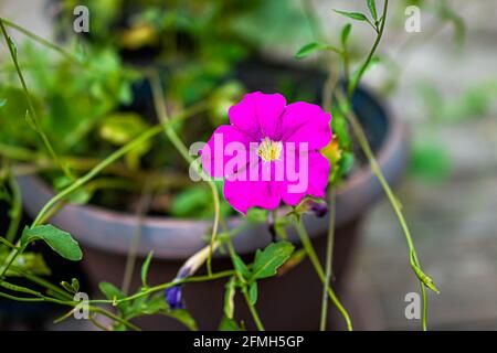 Violett rosa magenta und gelb Mitte calibrachoa oder Petunia Blüten Im Warenkorb Makro Nahaufnahme mit Bokeh Hintergrund Stockfoto