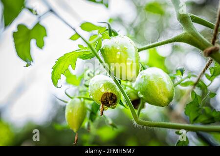 Makro-Nahaufnahme der atomaren grünen Sorte kleiner Traubentomaten Cluster-Gruppe hängen wächst auf Pflanzenrebe im Garten mit Blüte Ende Fäulniskrankheit calci Stockfoto