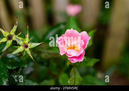 Makro-Nahaufnahme von hellen rosa blühenden Rosen Detail und Textur Öffnung im Garten durch Zaun mit Bokeh Hintergrund Stockfoto