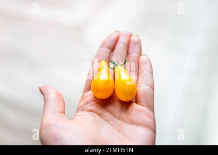 Makro-Nahaufnahme der einzigartigen Sorte der kleinen kirschgelben Birne Tomaten aus dem Garten geerntet, wobei die Frau Früchte in der Palme hält Von Hand Stockfoto