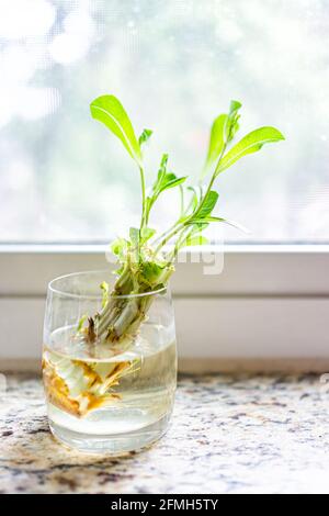 Nahaufnahme von geschnittener salatpflanze, die in einer Glasschale wächst Mit Wasser, das auf der Fensterbank mit Sonnenlicht sprießt Stockfoto