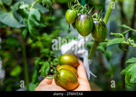 Makro Nahaufnahme Textur Ansicht der grünen Sorte von kleinen Trauben Tomaten Cluster Gruppe hängen wächst auf Pflanzenrebe im Garten Mit orange roten reifen Früchten i Stockfoto