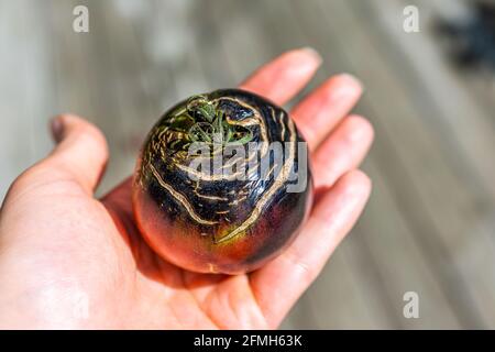 Makro-Nahaufnahme einer reifen geernteten schwarzen Trauertomate Zerrissene Haut im Garten in Handfläche auf Deck mit Bokeh Stockfoto