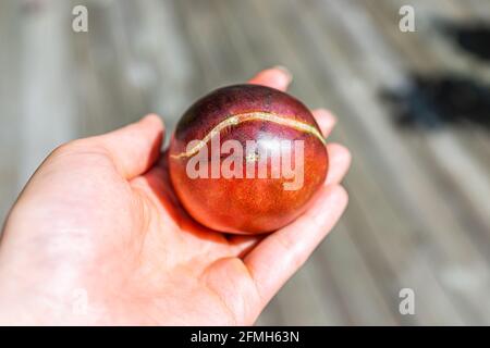 Makro Nahaufnahme von reifen Erbstück schwarze Schönheit Tomate Split geknackt Haut im Garten in Handfläche auf Deck mit Bokeh Stockfoto