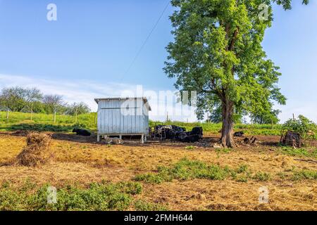 Viele Kühe, die sich auf einer Grasfarm in der Nähe von Shed ausruhen Und Baum im Schatten in Virginia Landschaft im Herbst Mit blauem Himmel und ländlichem Idyll würzen Stockfoto