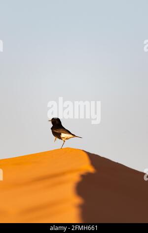Atemberaubende Aussicht auf einen Vogel auf den Dünen der Sahara-Wüste. Das schwarze Weizchen (Oenanthe leucura) ist ein Weizchen, ein kleiner Singvögel. Stockfoto