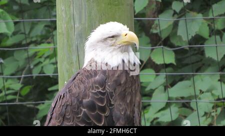Weißkopfseeadler in Gefangenschaft Stockfoto