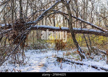 Virginia Fairfax County Sugarland Run Stream Valley Trail mit Trail Weg durch Wald und gewölbte Bäume im gefrorenen Schnee Winter Wetter mit Sonnenuntergang so Stockfoto