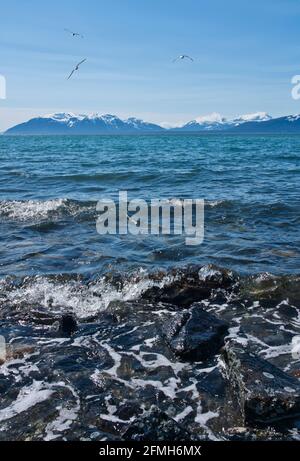 Möwen fliegen an einem sonnigen Tag im Südosten Alaskas über die Wellen des Ozeans. Stockfoto