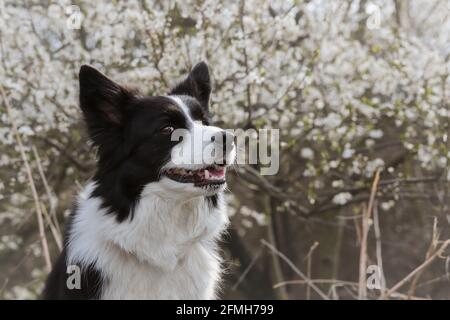 Nahaufnahme des Border Collie Head mit Hintergrund eines weißen blühenden Baumes im Frühling. Netter Look von Schwarz und Weiß Hund während des Frühlings in der Natur. Stockfoto