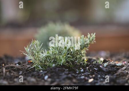 Duftende immergrüne wachsende Rosmarinpflanze im Frühjahr. Salvia Rosmarinus im kleinen Garten. Stockfoto