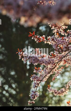 Romantischer Zweig der rosa Kirschpflaume im Frühlingsgarten. Blühende Prunus cerasifera im Frühling. Stockfoto