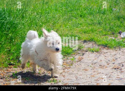 Verspielter kleiner weißer Hund, Coton de Tulear - Bild Stockfoto