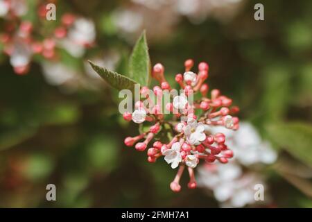 Nahaufnahme von Arrowwood in Bloom. Knospen von Viburnum Carlesii im Frühlingsgarten. Koreanische Würze Viburnum im Frühling. Stockfoto