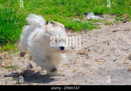 Verspielter kleiner weißer Hund, Coton de Tulear - Bild Stockfoto