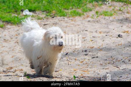 Verspielter kleiner weißer Hund, Coton de Tulear - Bild Stockfoto