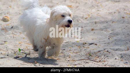 Verspielter kleiner weißer Hund, Coton de Tulear - Bild Stockfoto