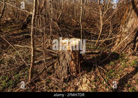 Fauler Baumstumpf im Wald. Der alte Baum wurde abgehauen. Stockfoto