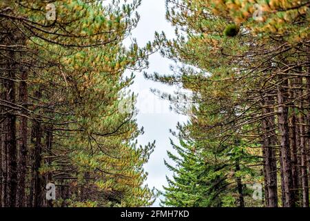 Straße durch Fichtenbaum Wald in Symmetrie in Dolly Sods, West Virginia im Herbst Blick auf niedrigen Winkel Blick auf wolkigen Himmel und Nadel Stockfoto