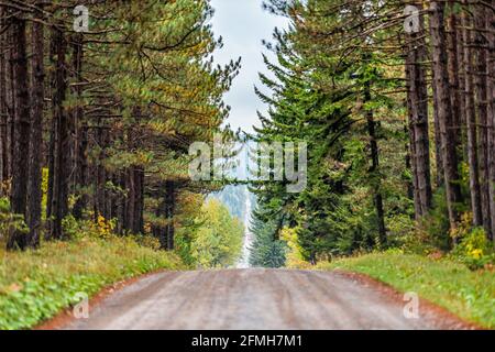 Pov Auto Blick auf die Straße durch Fichtenbaum Wald in Symmetrie in Dolly Sods, West Virginia im Herbst Futter Stockfoto