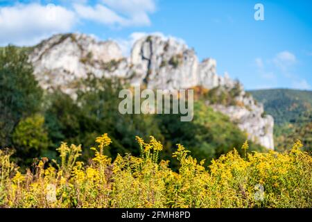 Blick auf die Steinklippen der Seneca Rocks während des Besuchszentrums Herbst mit einem hellen gelben Feld von Goldrutenblüten im Vordergrund wildblumen mit Blau Stockfoto